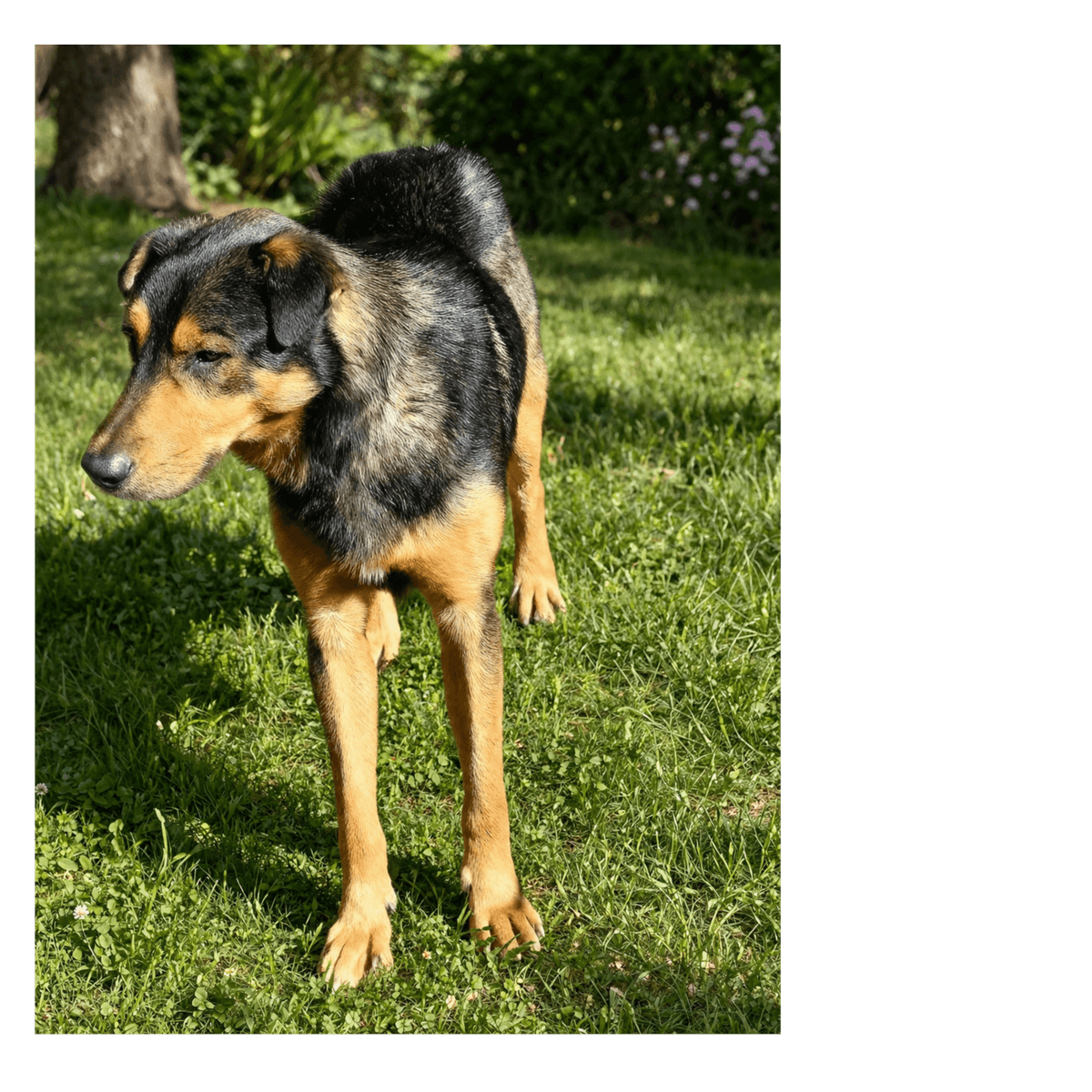 Kiko