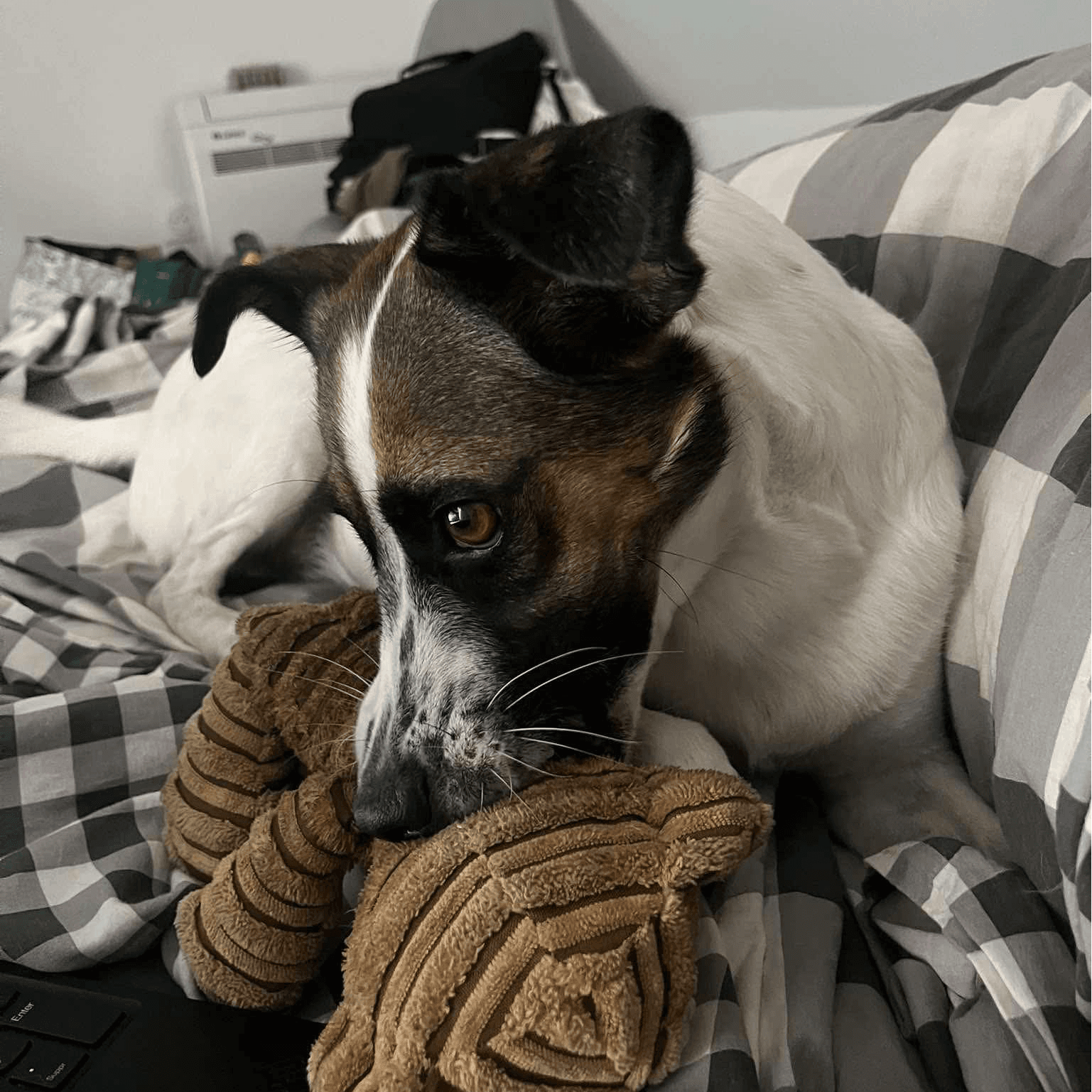 Nala vi