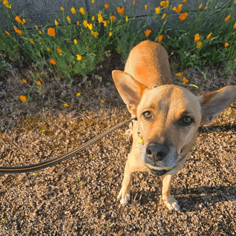 Simba Ii
